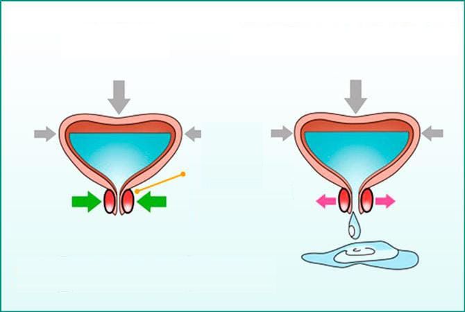 Illustrazione medica